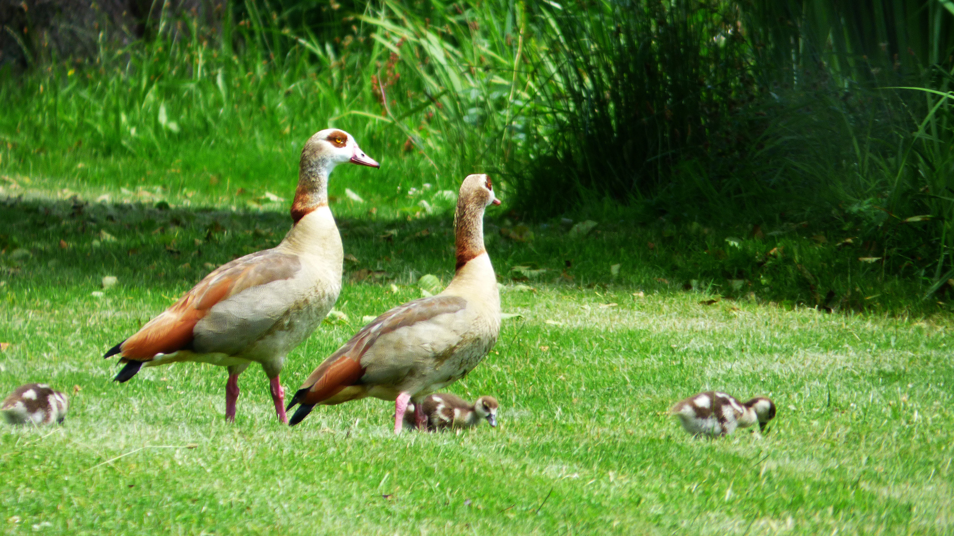 Nilgänse