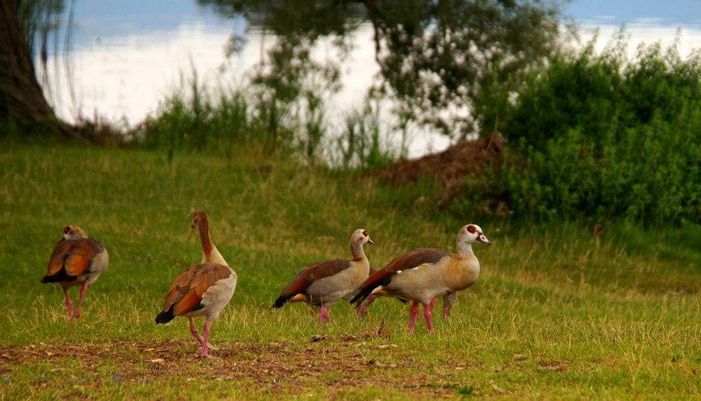 Nilgänse