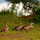 Nilgänse