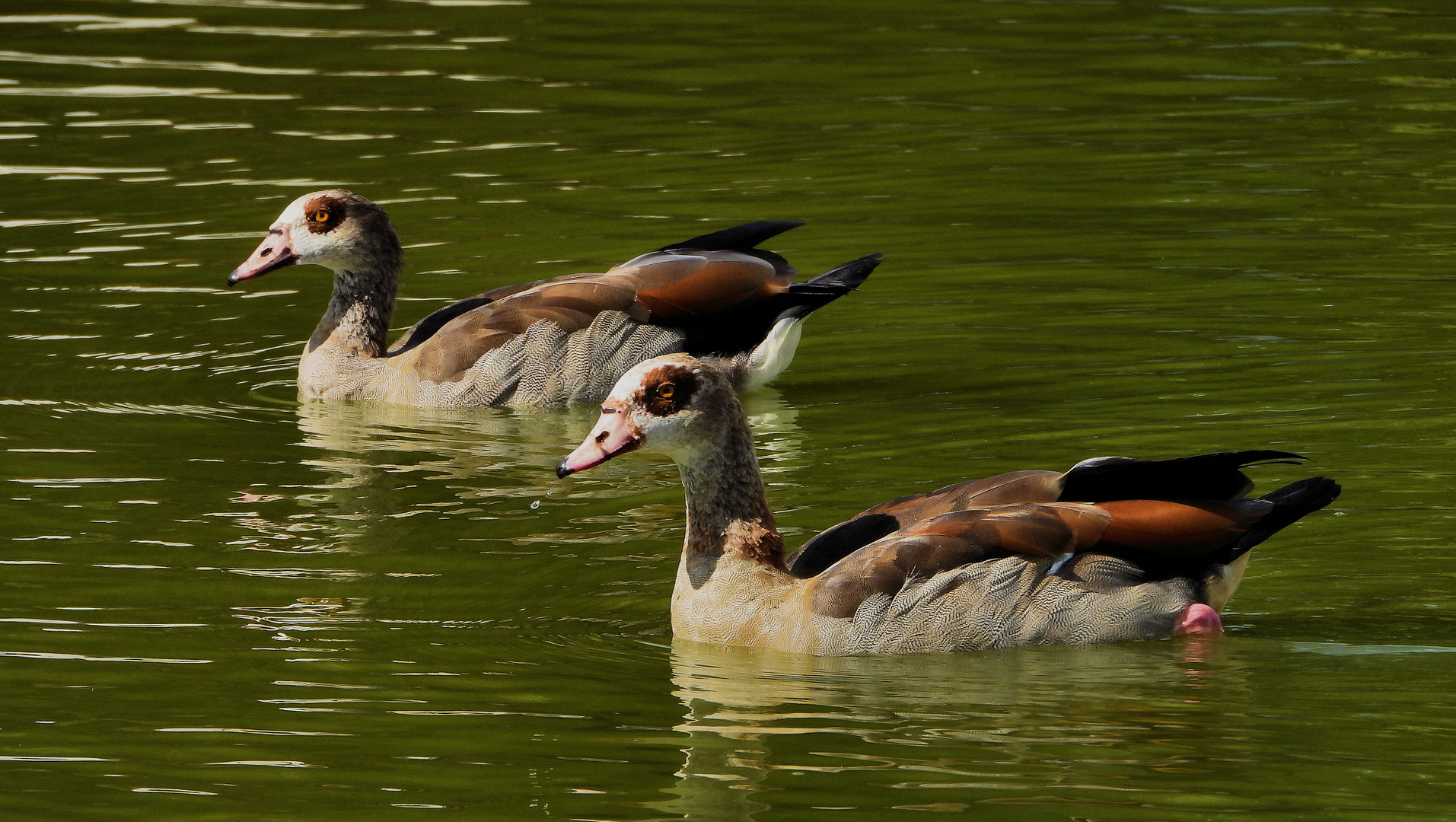 Nilgänse... (2)