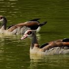 Nilgänse... (2)