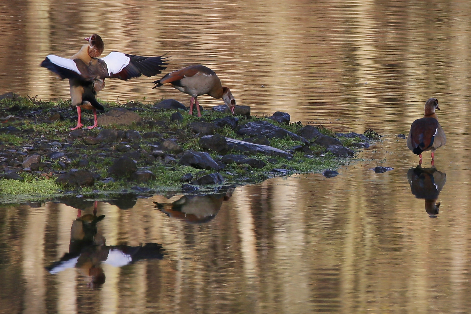 Nilgänse (2015_12_24_EOS 6D_1419_ji)