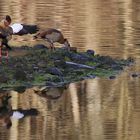 Nilgänse (2015_12_24_EOS 6D_1419_ji)