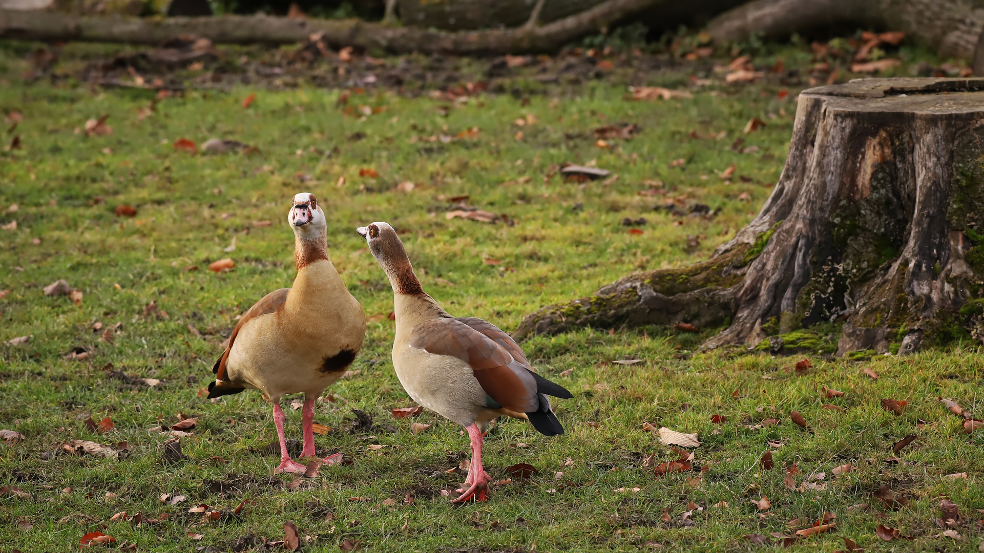 Nilgänse (2021_12_08_5999_ji)