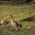 Nilgänse (2021_12_08_5999_ji)