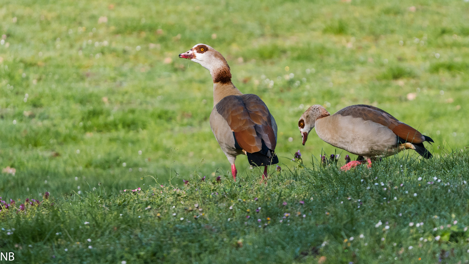 "Nilgänse 2024"