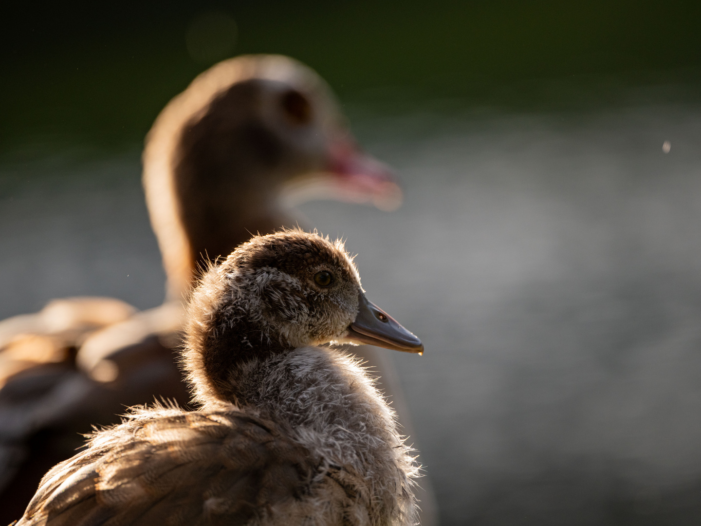 Nilgänse