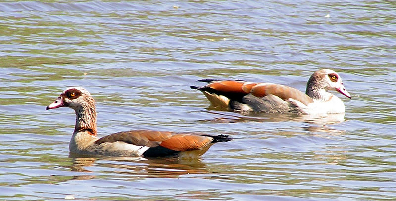 Nilgänse