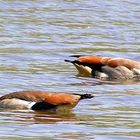 Nilgänse