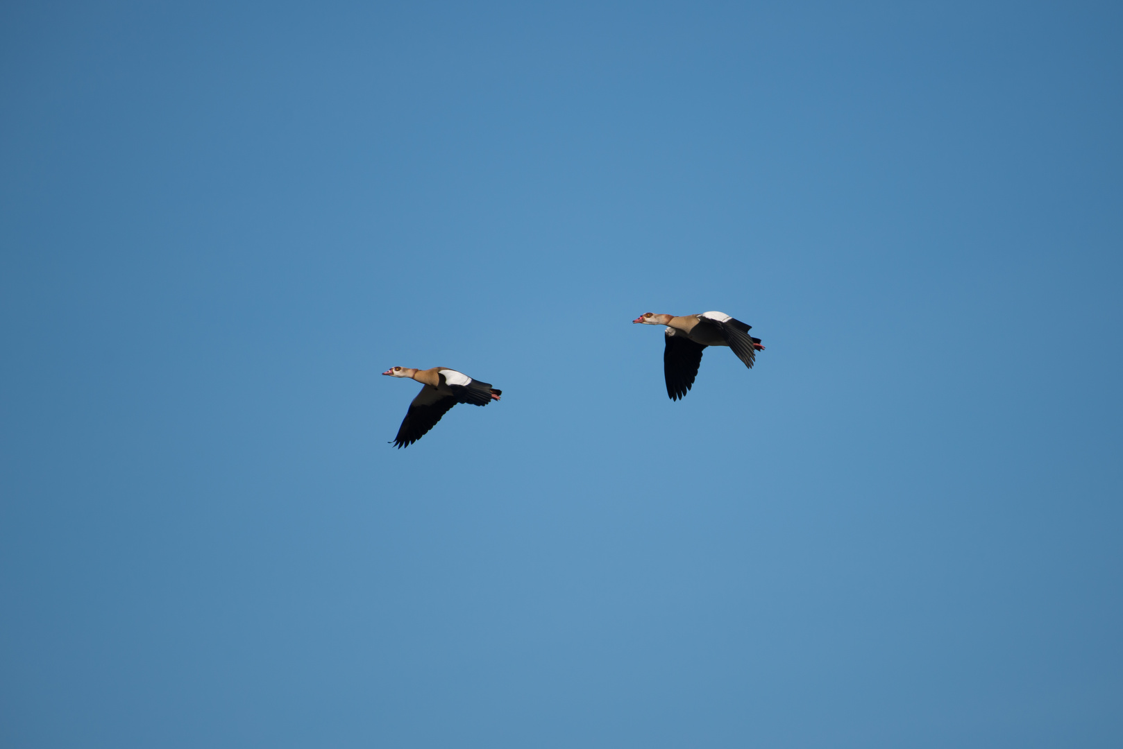 Nilgänse