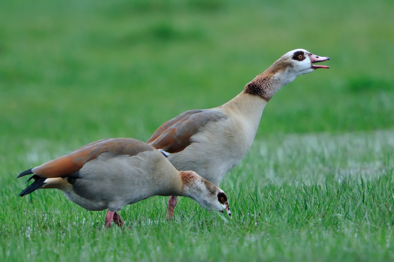 Nilgänse