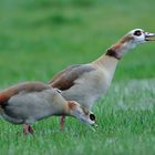 Nilgänse