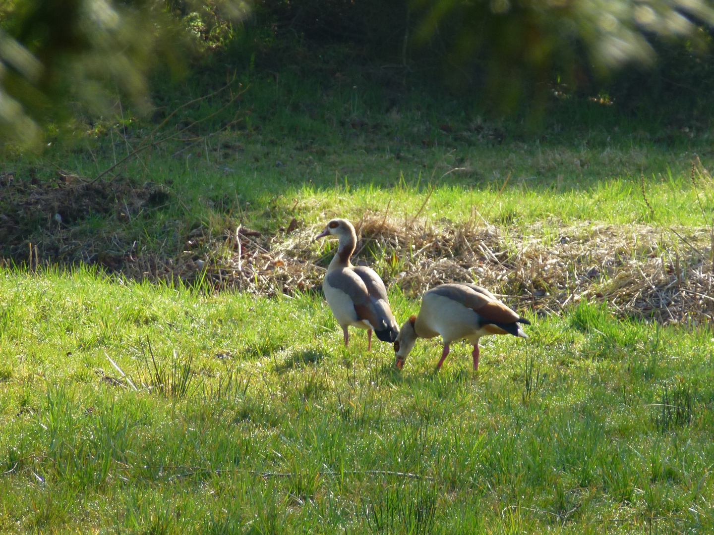 Nilgänse