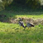 Nilgänse