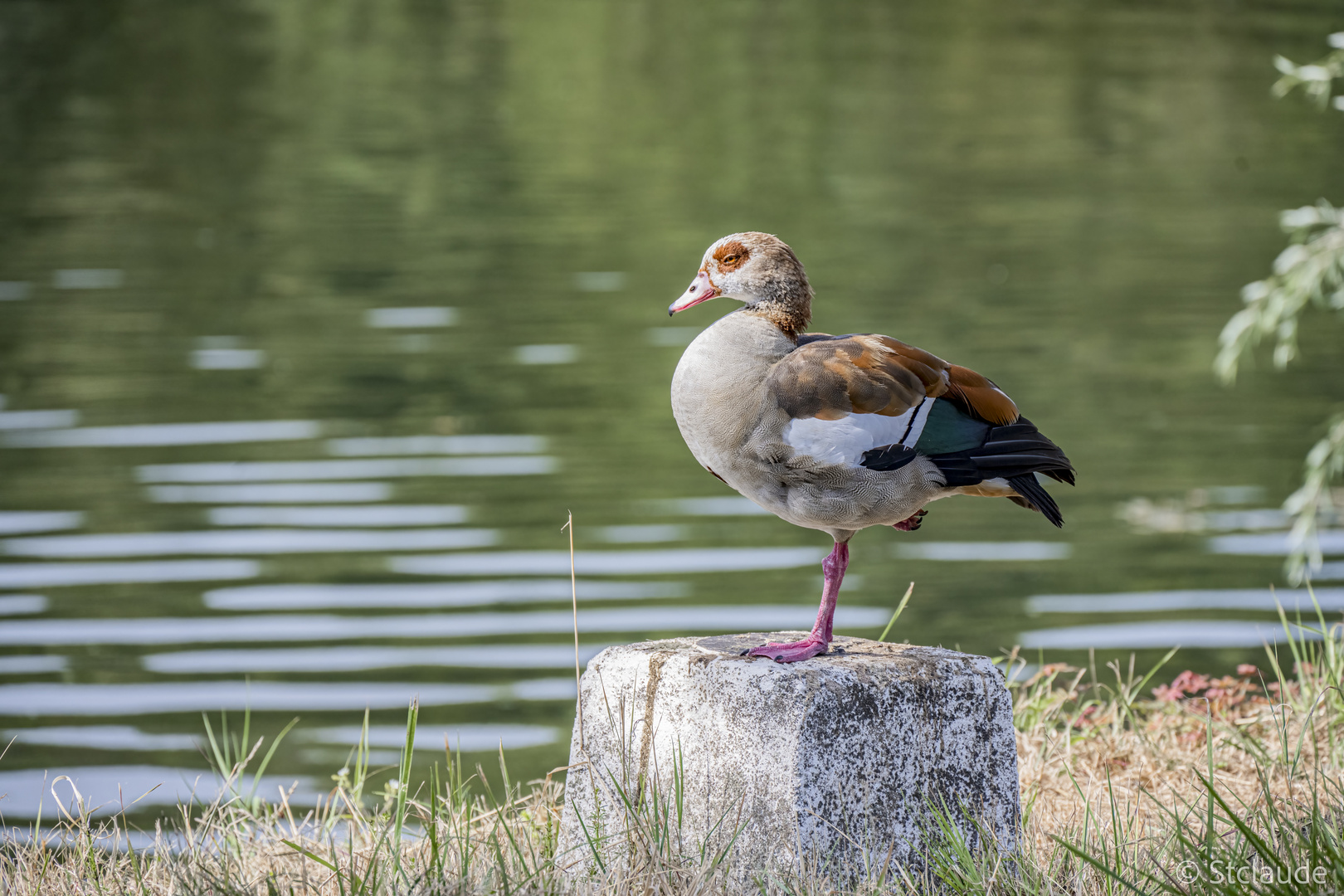 Nilgänse