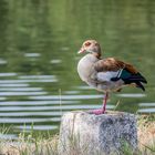 Nilgänse