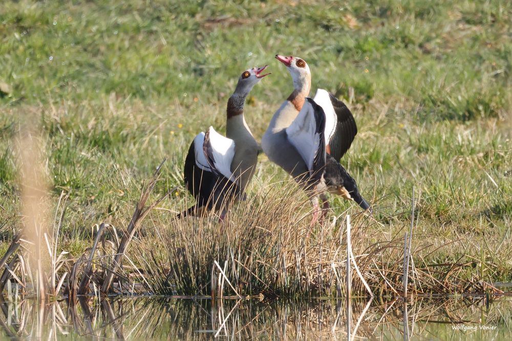 Nilgänse