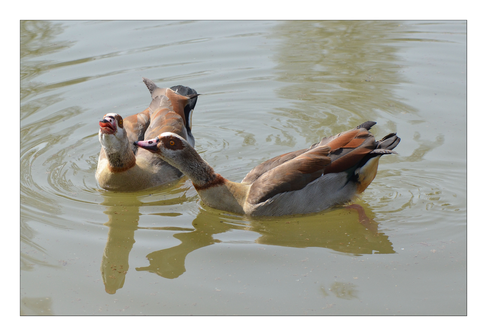 Nilgänse 3