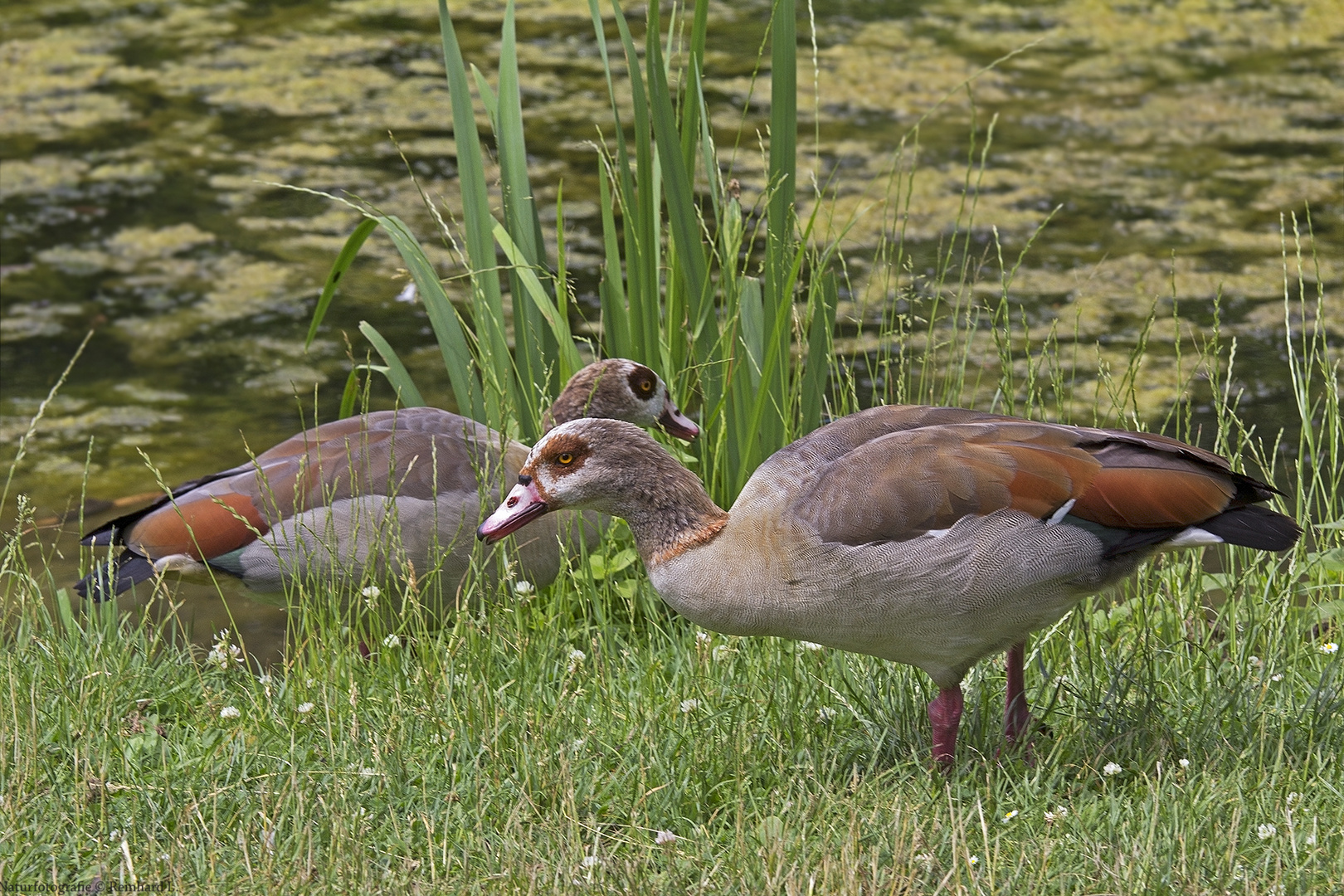  Nilgänse