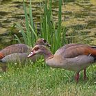  Nilgänse