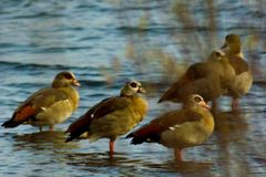 Nilgänse