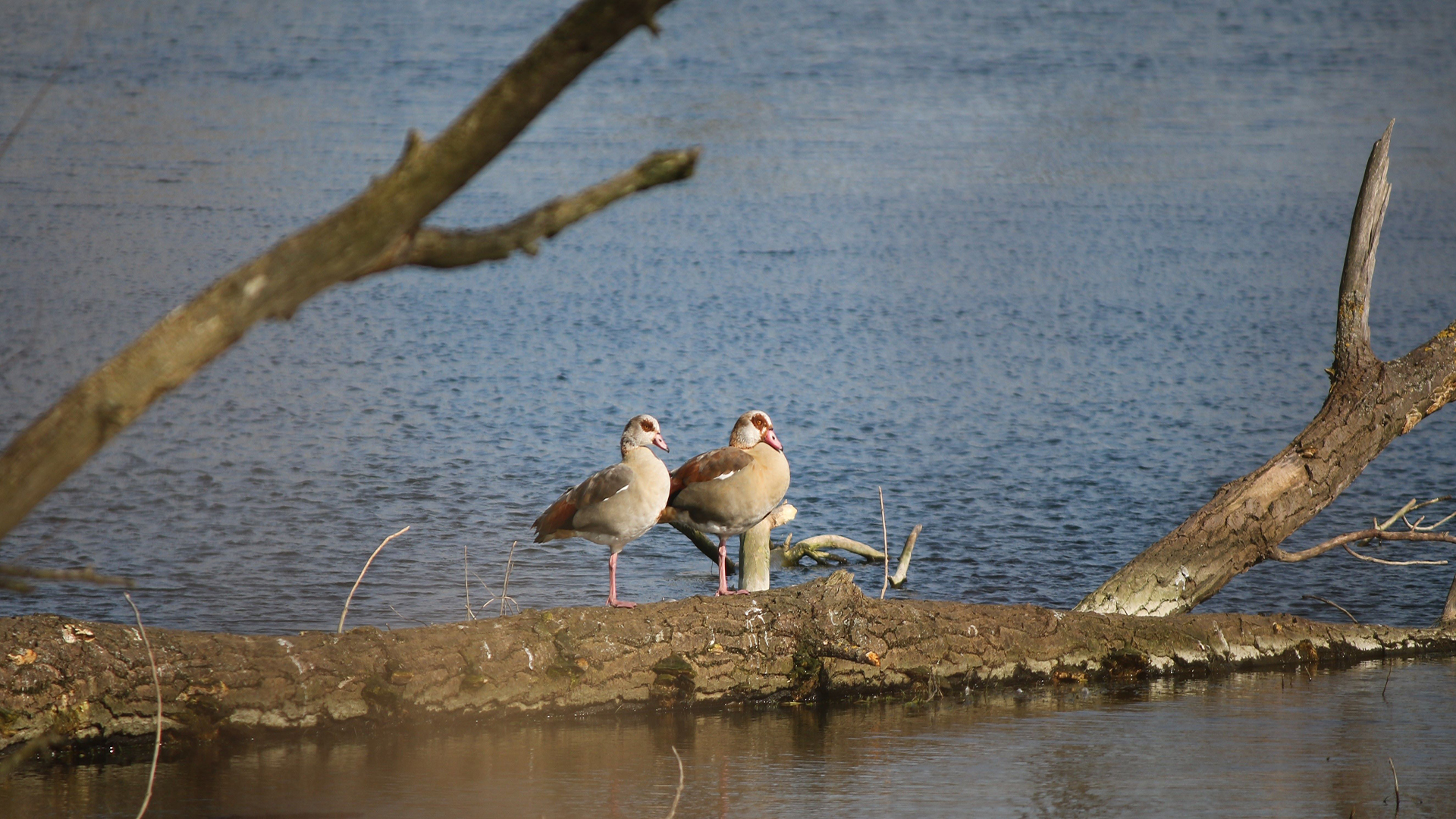 Nilgänse