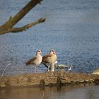 Nilgänse