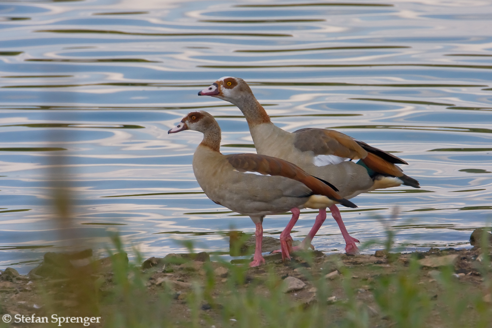 Nilgänse