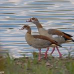 Nilgänse