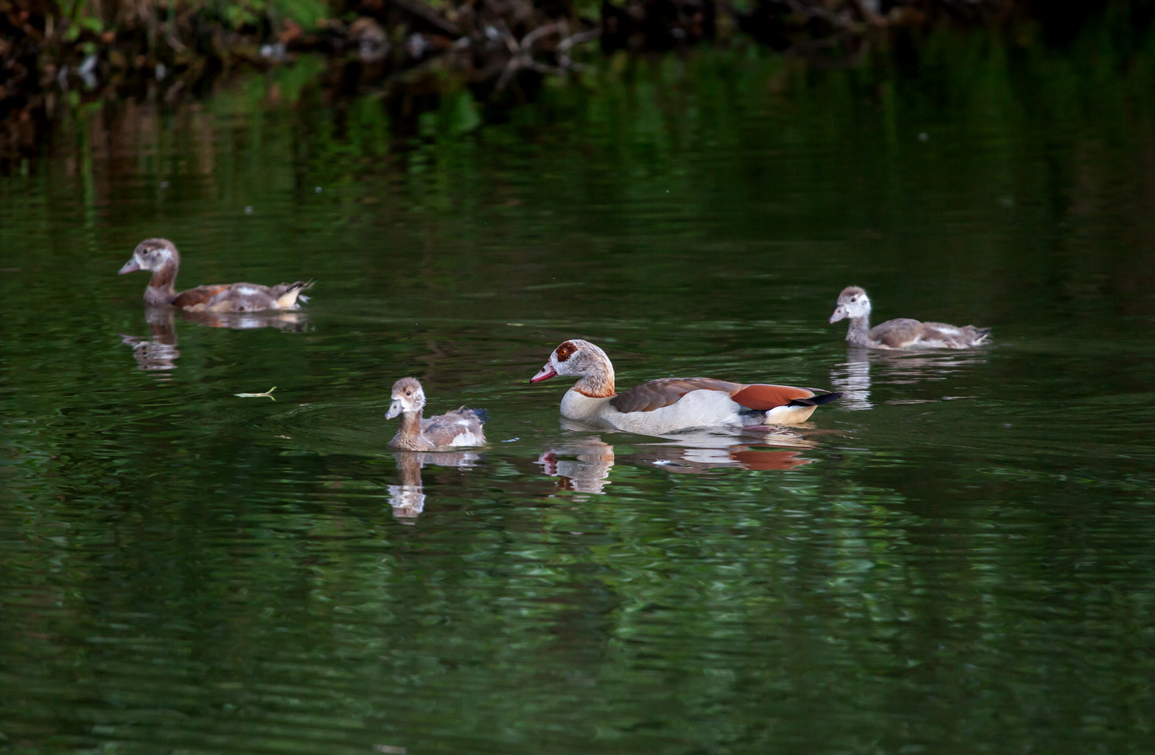 Nilgänse