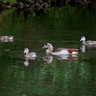 Nilgänse