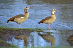 Nilgänse