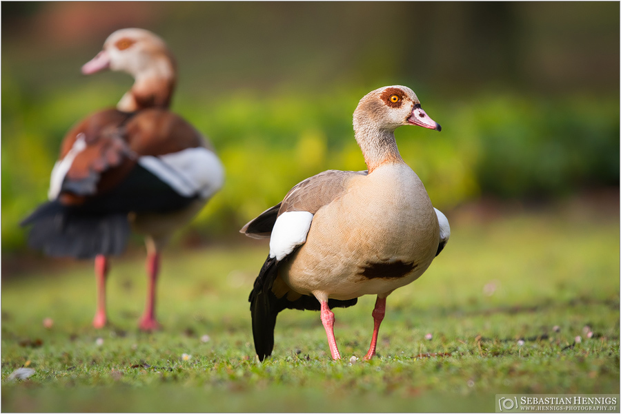 Nilgänse