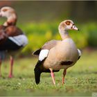 Nilgänse