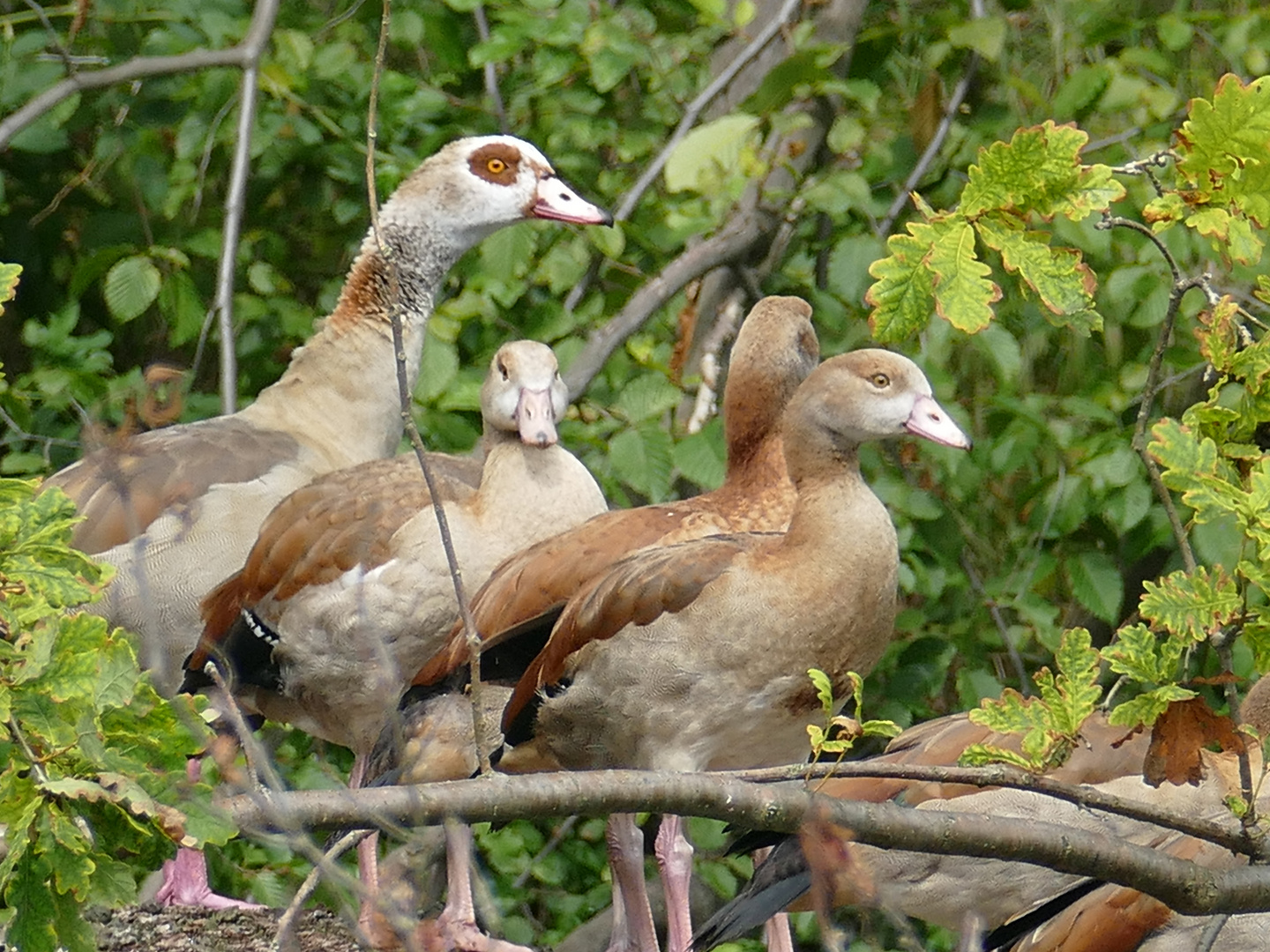 Nilgänse