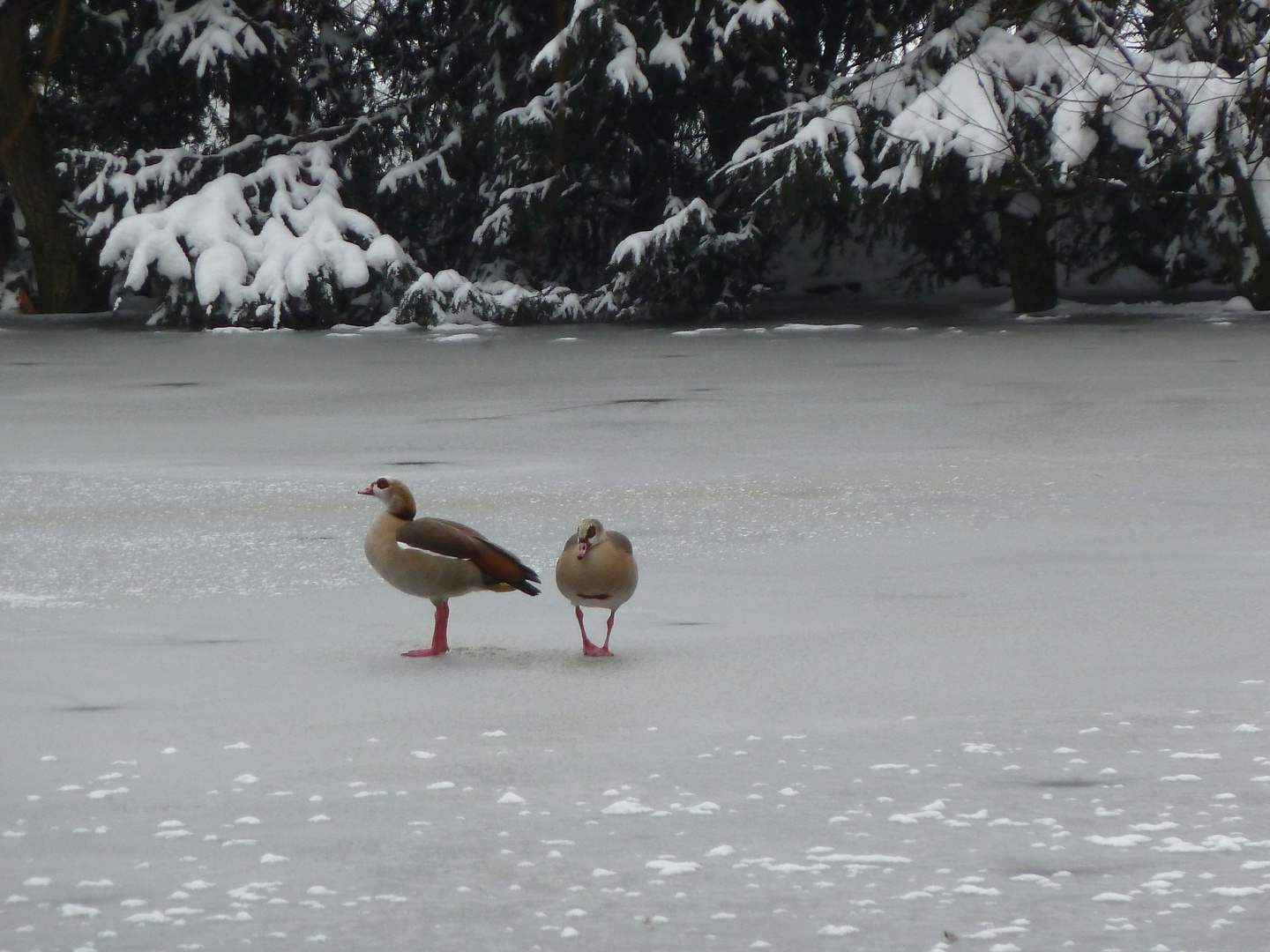 Nilgänse