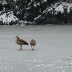 Nilgänse