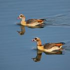 Nilgänse