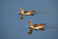 Nilgänse