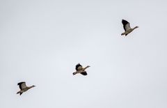 NILGÄNSE