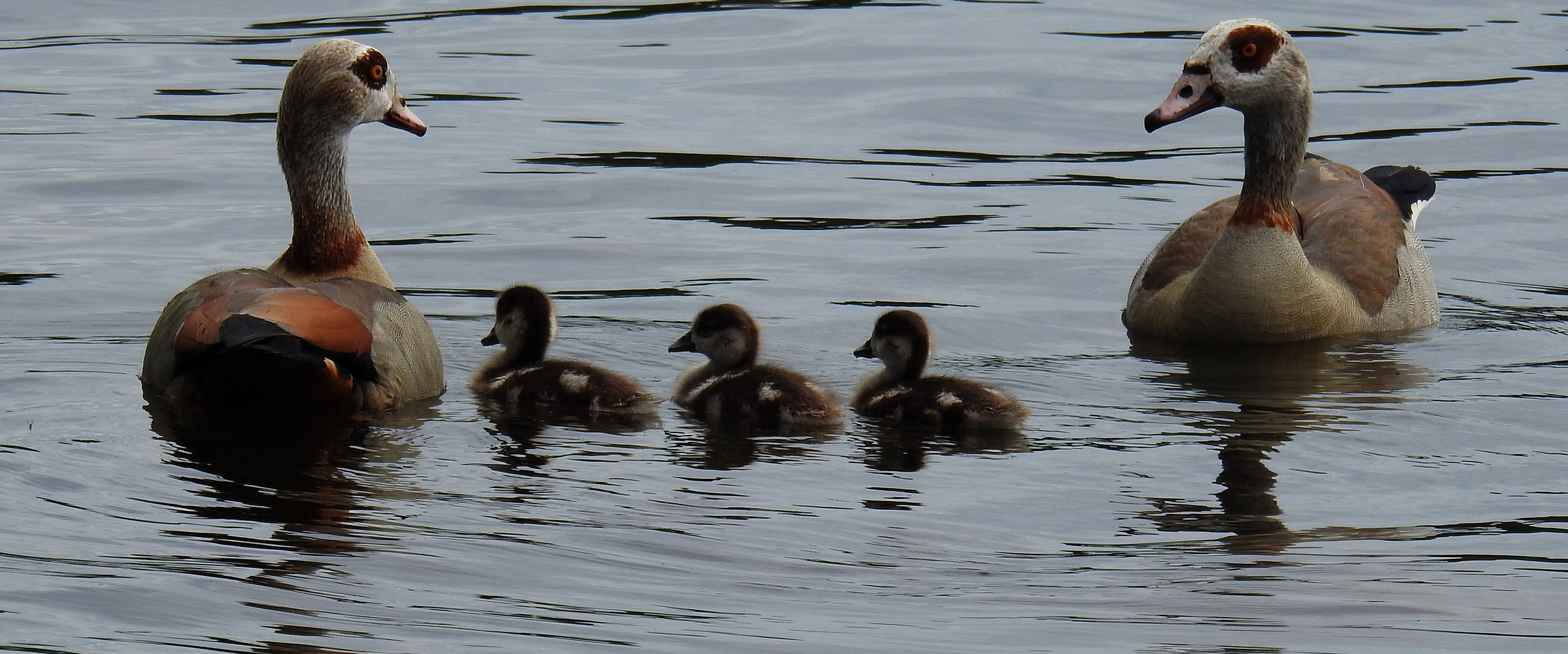 Nilgänse 4