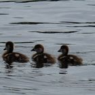 Nilgänse 4