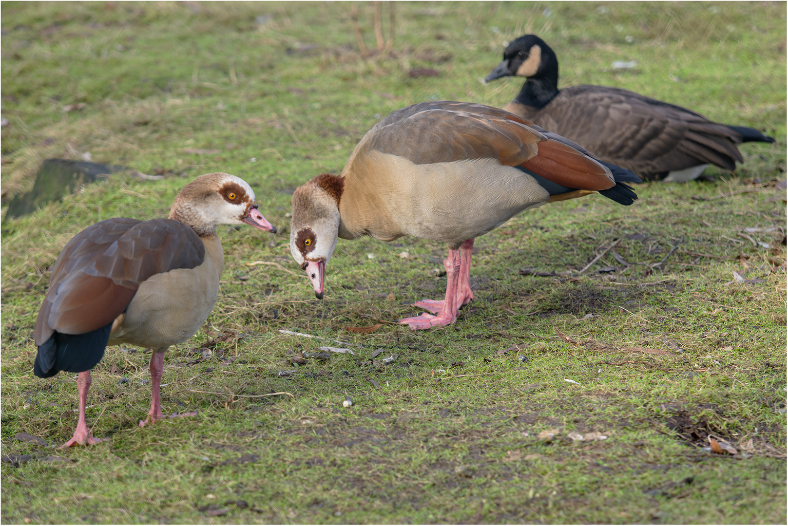 Nilgänse