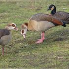 Nilgänse