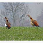 Nilgänse