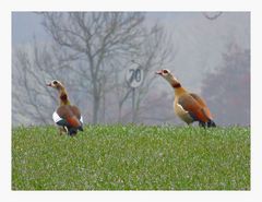 Nilgänse