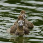 Nilgänse.