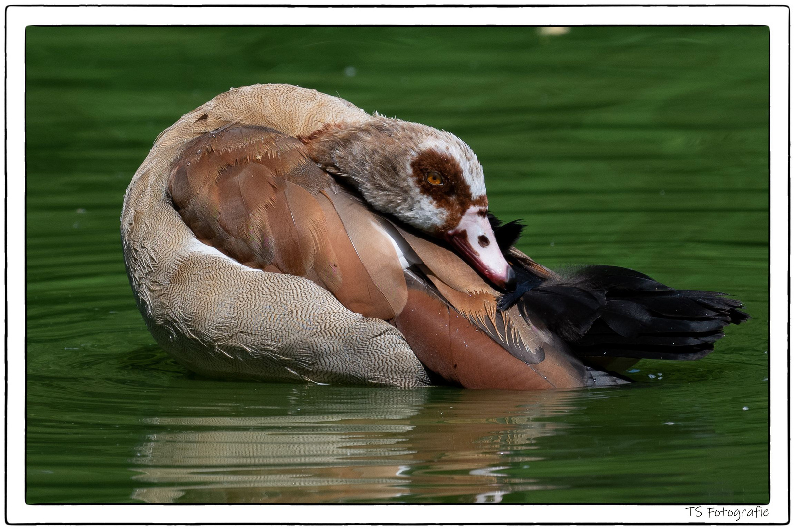 Nilgänse 