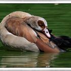 Nilgänse 