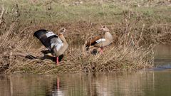 nilgänse